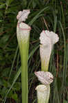 Crimson pitcherplant